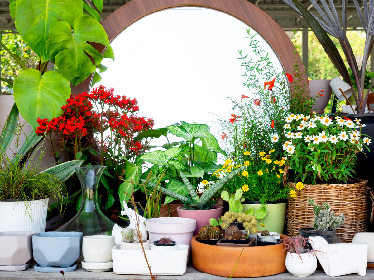 Home & Garden